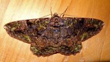 Unidentified moth Arunachal Pradesh.jpg