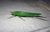 Green cricket, Thailand.jpg