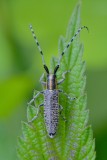 Distelboktor