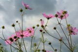 Cosmea