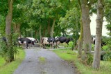 Koeien op weg naar de stal