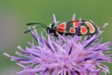 Zygaena carniolica