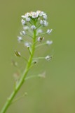 Klein tasjeskruid