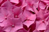 Hortensia
