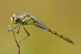 Steenrode heidelibel