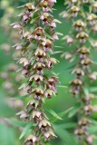 Brede wespenorchis