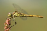 Steenrode heidelibel