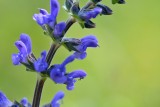 Salvia officinalis