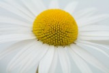 Margriet