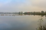 Ganzen in de Biesbosch