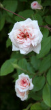 Roses Canon 7D