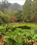 Mt Lofty Botanic Garden in the Rain