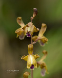 Crested Coral Root Orchid