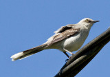 Tropical Mockingbird