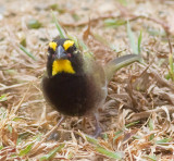 Yellow-faced Grassquit (m)
