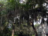 0269.SpanishMoss