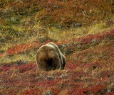 Image00639.BearBack-eh.jpg