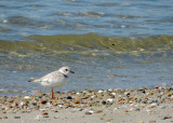 Piping plover