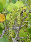 Sea grapes