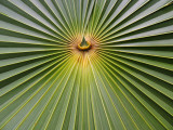 Palm patterns