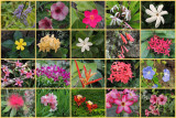 Nikon Coolpix P510 samples