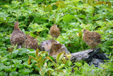 Willow ptarmigan family