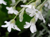 11 DSCN1452_01.JPG