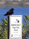 Red-winged Blackbird