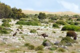 Kangaroos on Kangaroo Island