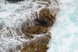New Zealand Fur Seals at Admirals Arch, Kangaroo Island