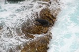 New Zealand Fur Seals at Admiral's Arch, Kangaroo Island