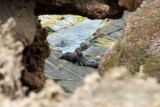 New Zealand Fur Seals at Admiral's Arch, Kangaroo Island