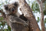 Mother Koala and Baby, Kangaroo Island