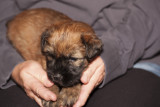BlueBoy2-IMG_5061.jpg