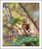Squirrel-1.jpg