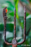 Cuban Brown Anole 3