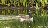 Canada Geese 13
