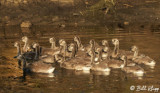 Canada Geese  6