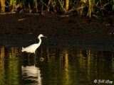Snowy Egret 17