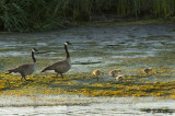 Canada Geese 13