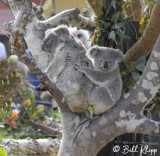 Koala Bear,  San Diego Zoo  2