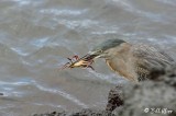 Striated (Lava) Heron, Fernandina Island 1