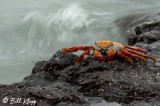 Sally Light Crab, Las Bachas 1