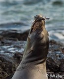 Sea Lion with Puffer Fish, Floreana Island 1