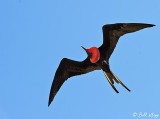 Great Frigate Bird, Genovesa Island  8              