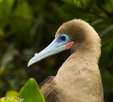 Red-Footed Booby, Genovesa 2