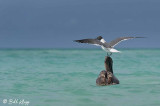 Gull on Pelican, Varadero  2