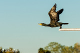 Cormorant  4