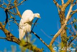 Great Egret, 20