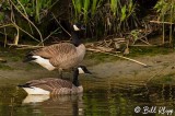 Canada Geese  4